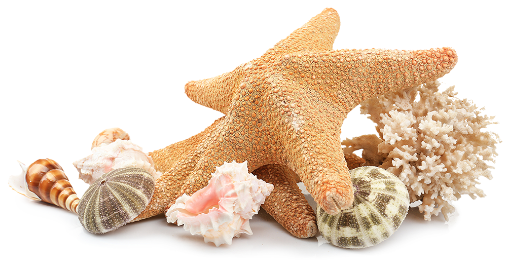 Морские Морские